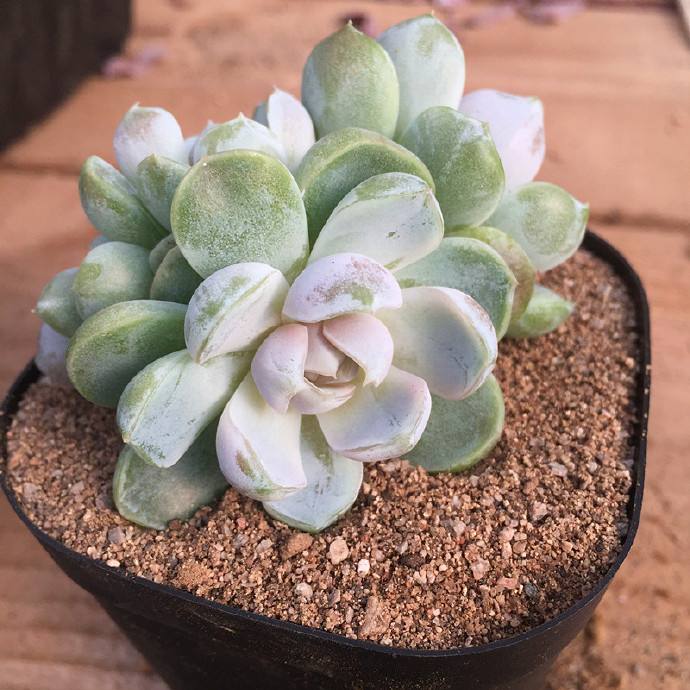 怎样让多肉火焰蒂亚叶片肥厚,多肉怎样让叶子肥厚有层次感