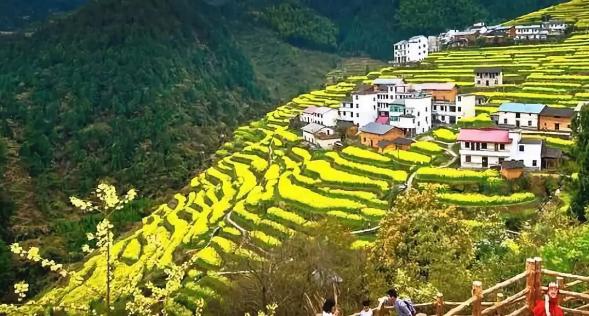 春暖花开的季节我和你如期相约,醉美开化油菜花