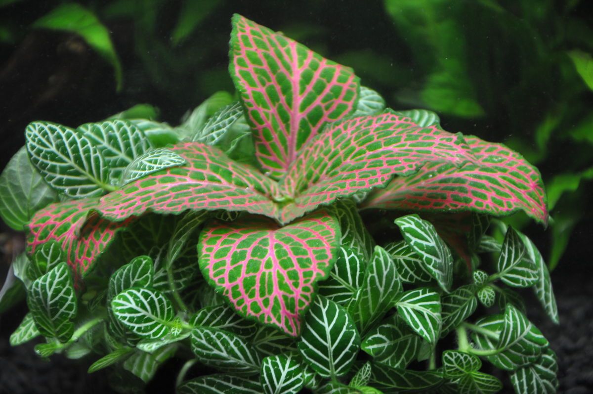 如何选择家中花卉植物盆栽,家庭常见的盆栽花卉的养护与管理