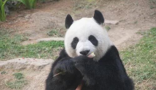 大熊猫最爱吃的竹子是什么竹子,大熊猫为什么吃竹子不伤嘴