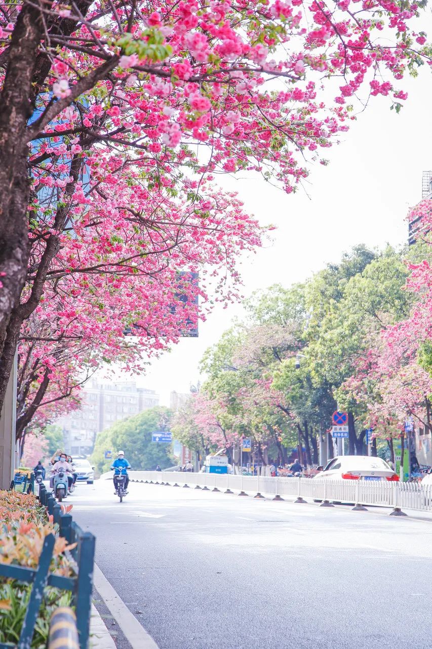 被大理丽江掩盖风头又怎样？它才是云南No.1！5月它太美了