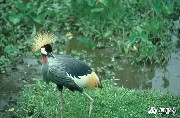 各国国鸟国宝有哪些,各国国鸟大小排名