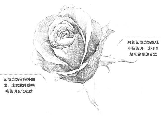 素描零基础入门教程水果,素描入门零基础教程玫瑰花