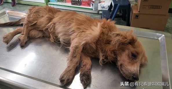 舌头溃烂竟被喂骨肉「有主老癌犬」雨中翻垃圾找食物
