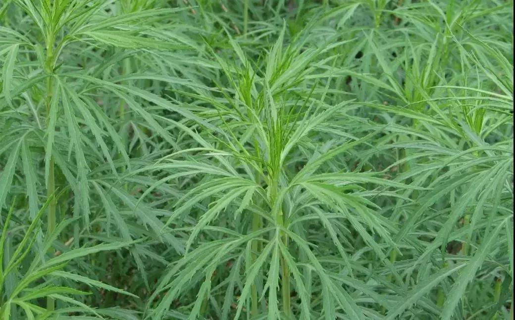 呼伦贝尔柳蒿芽怎么做,达斡尔族柳蒿芽做法