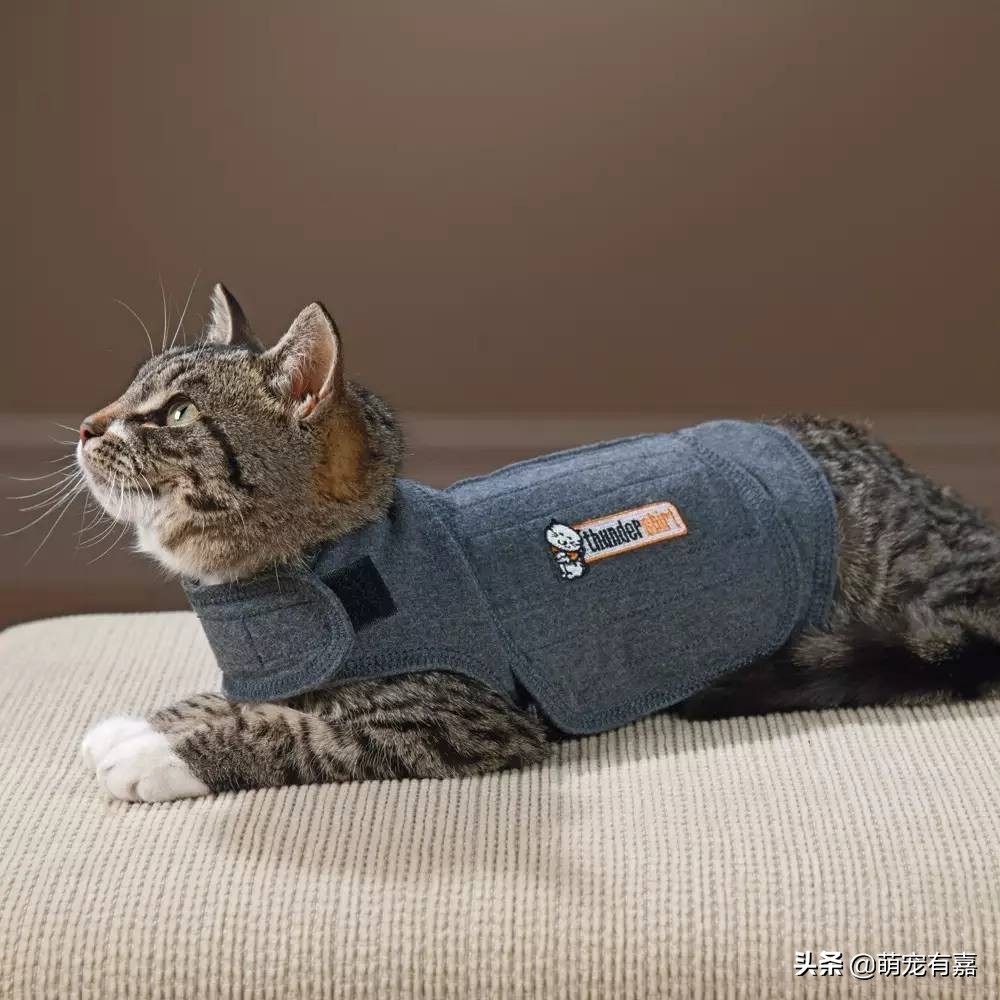 猫猫误食药怎么处理,猫猫异食癖的原因