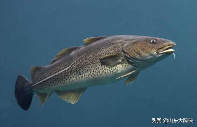 鱼油老年保健品作用,中老年深海鱼油功效