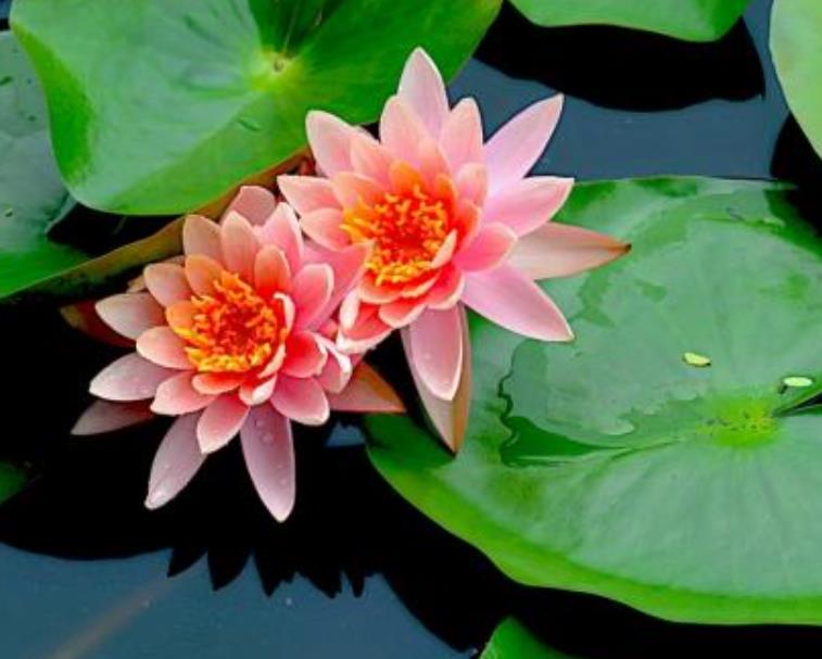睡莲的养护养花小技巧图片,睡莲的营养液可以给富贵竹用吗