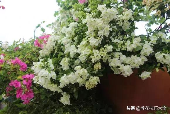 这十种爬藤花一开就是三年,3种极品爬藤花30天爬满庭院农村