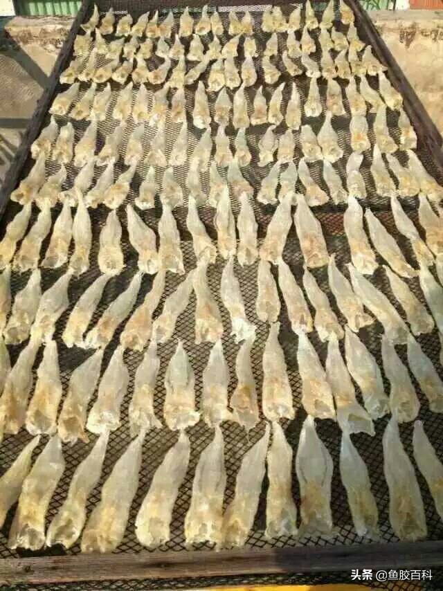 鱼胶花胶的家常做法,鱼胶花胶制作视频