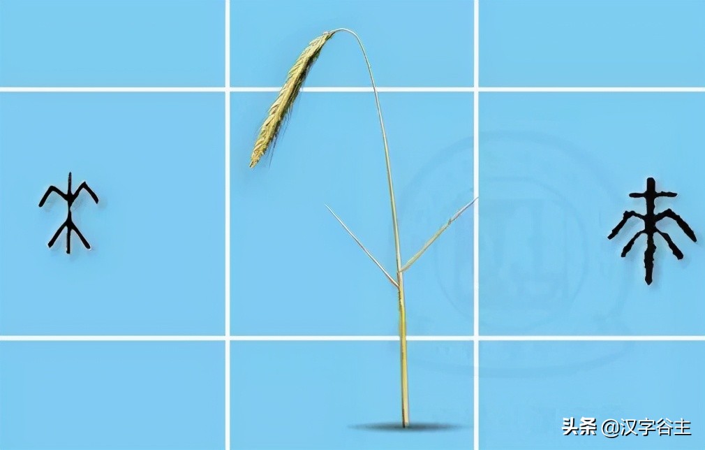 汉字由什么演变而来的,汉字从何演变而来