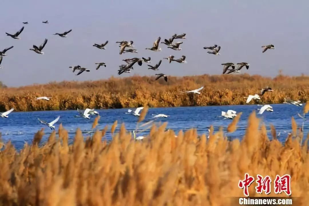 【大嘴说张掖】金张掖约你激情冬春游