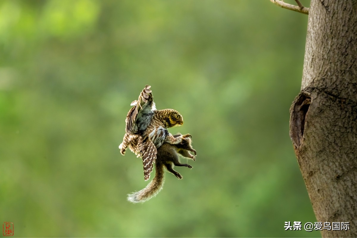 2020观鸟大年,观鸟大年完整版