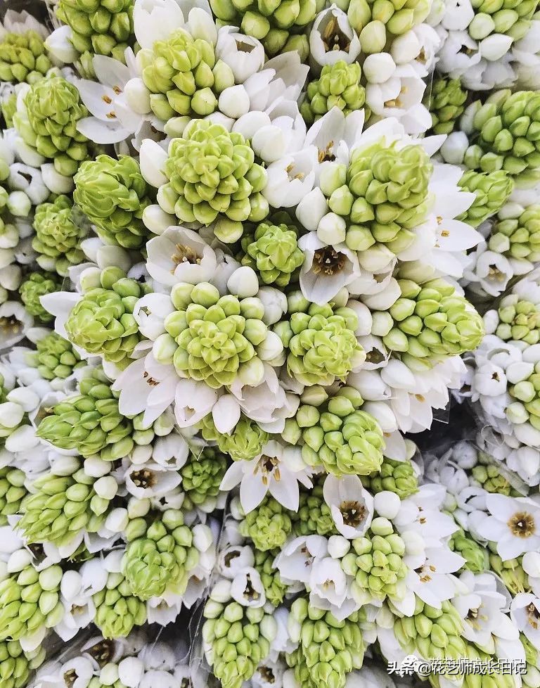 每日一花｜伯利恒之星，可用于治疗癌症，洁白可爱