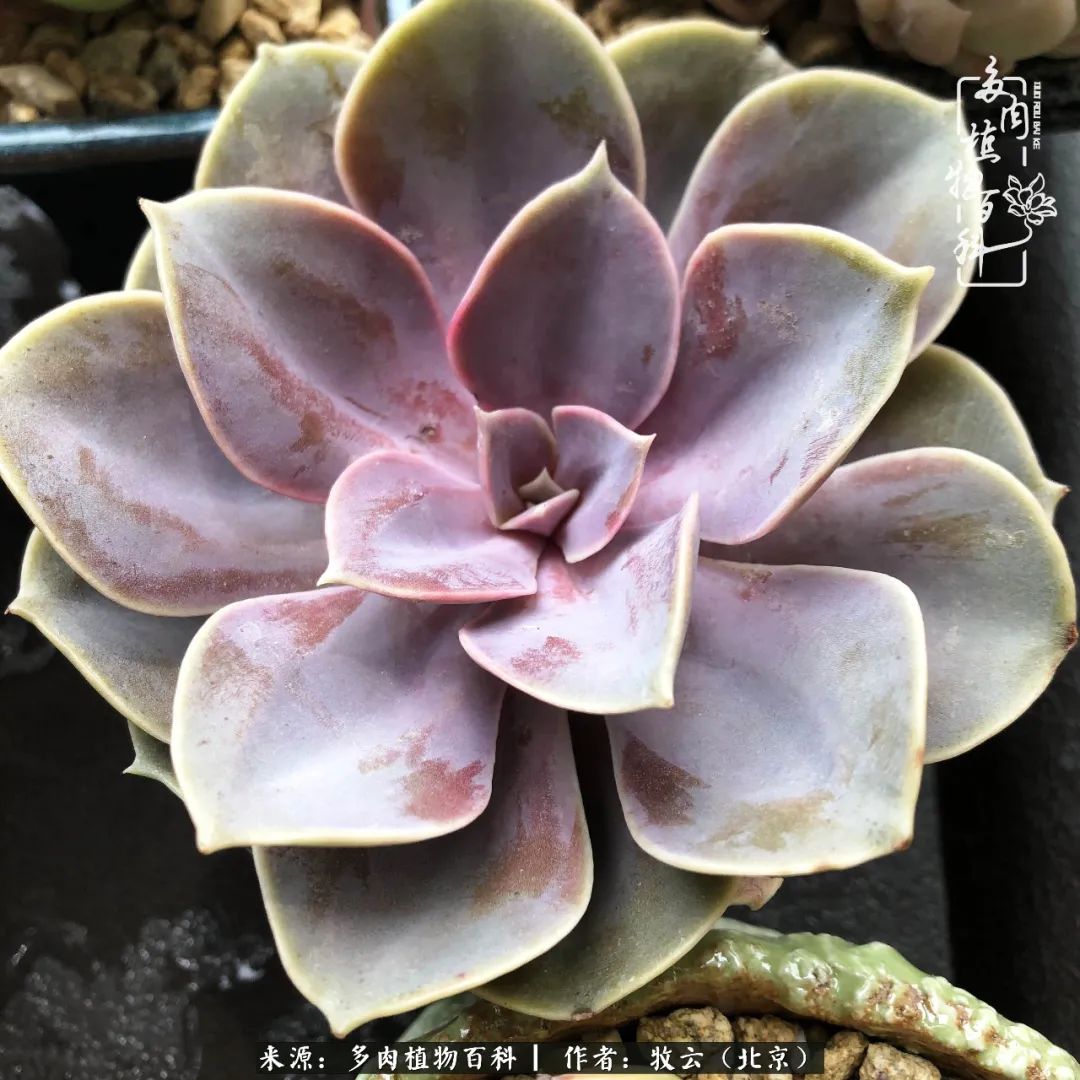 多肉植物生活,多肉生活充满诗意