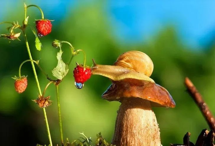 园子里的昆虫有多少,花园里的小动物哪些是昆虫