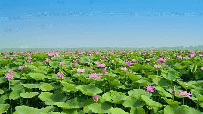 观赏荷花地方推荐河南,河南荷花特别多的地方在哪里