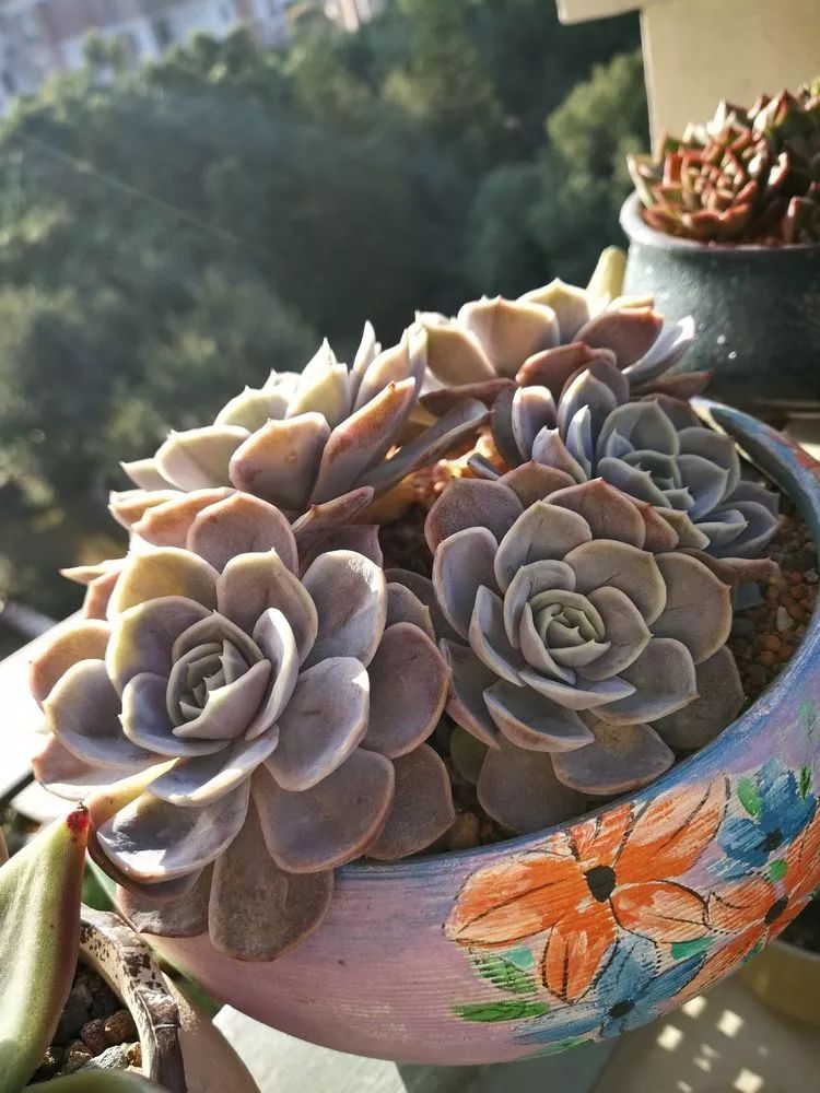 一杯清茶一道暖阳,一杯清茶温暖的时光