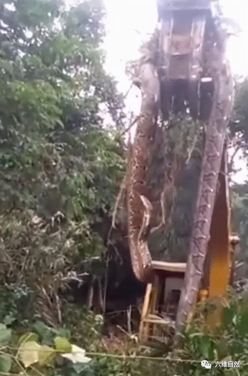 大型挖掘机大战巨型蟒蛇,多米尼亚雨林蟒蛇