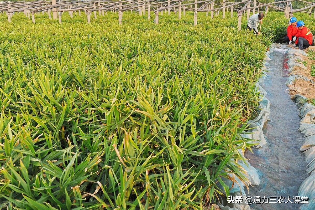 大姜的高产种植技术指导视频,大姜种植管理技术姜瘟病