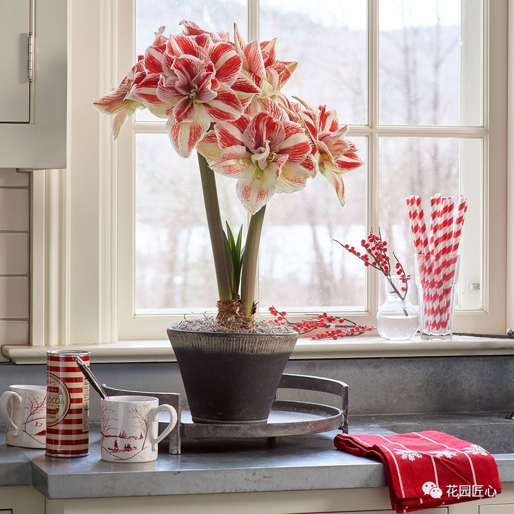 朱顶红为什么老是烂球,怎么才能让朱顶红不生小球