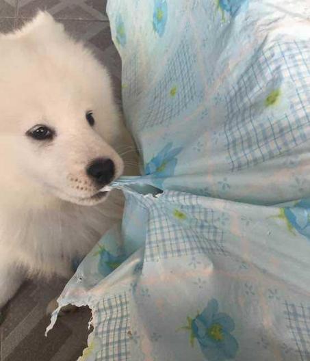 喜欢萨摩耶的人,喜欢萨摩耶的人是什么性格