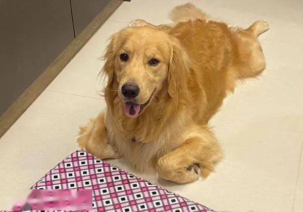 养母萨摩耶要注意什么,养母的金毛要注意什么