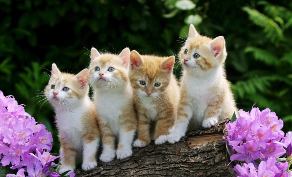 新手养猫铲屎官攻略,猫咪铲屎官新手教程