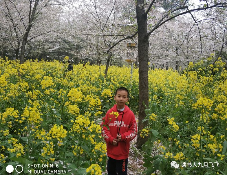 小飞象和猫头鹰影评,电影小飞象观后感影评