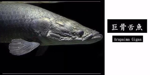 龙鱼混养品种推荐,龙鱼品种大全