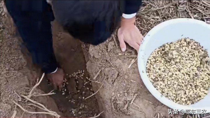 野生老鼠的危害,大豆寄生老鼠