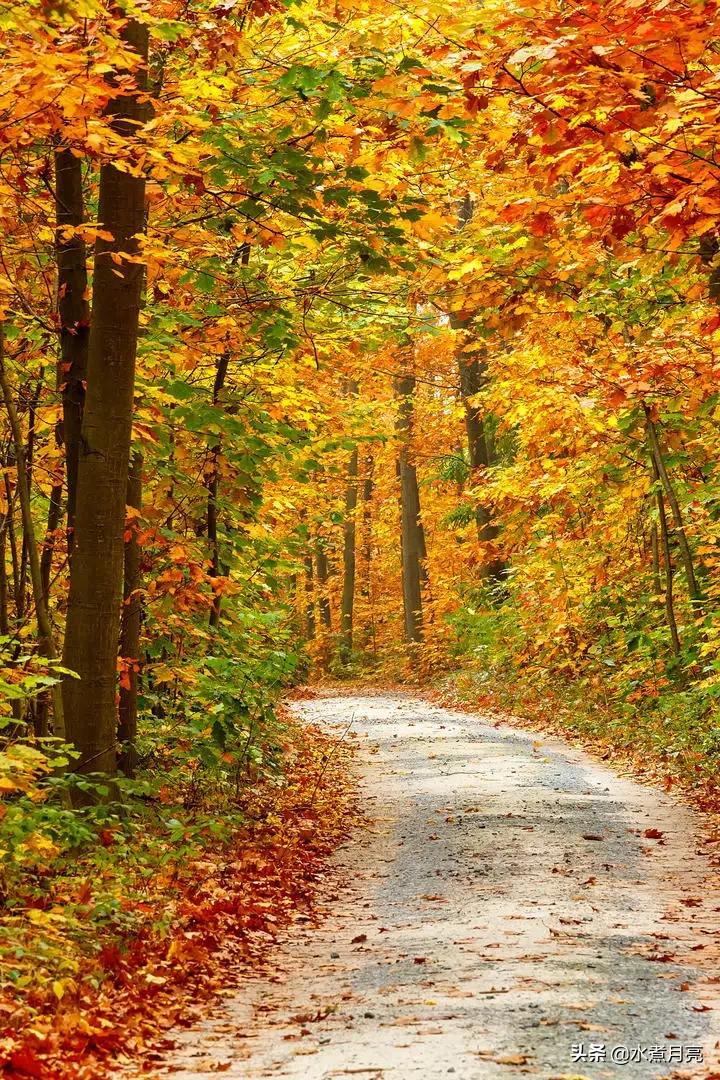 杜甫登高的深度解析,杜甫登高所蕴含的情感有