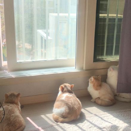 这只乳白英短，在摄影师主子镜头前，竟然活成了贵妃相，美翻了