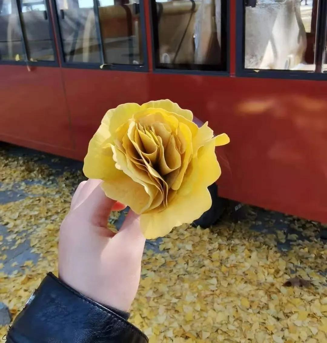 银杏树叶如何做玫瑰花,银杏叶如何制作玫瑰花