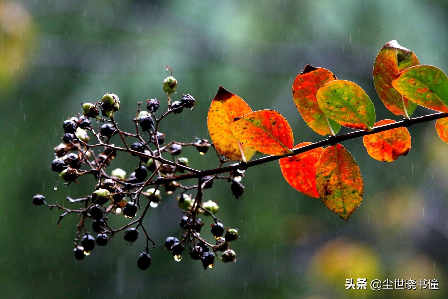 夜里突降暴雨！旅途中的杨万里信手拈来，写下了一首经典的咏雨诗