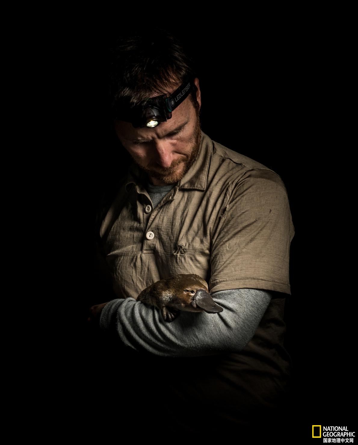 鸭嘴兽可能还存在吗,鸭嘴兽有毒为什么还要濒临灭绝