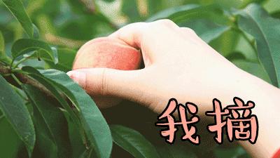 十堰新鲜采摘桃,十堰西沟桃子