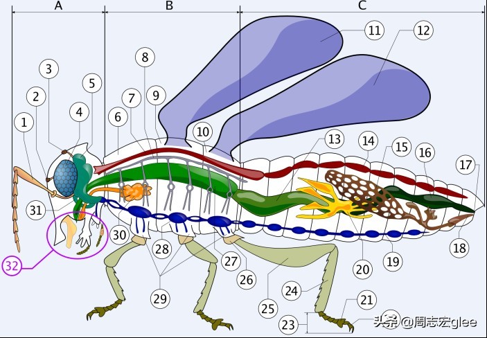 蚊子能传播一大堆疾病，为什么不能传染艾滋病？