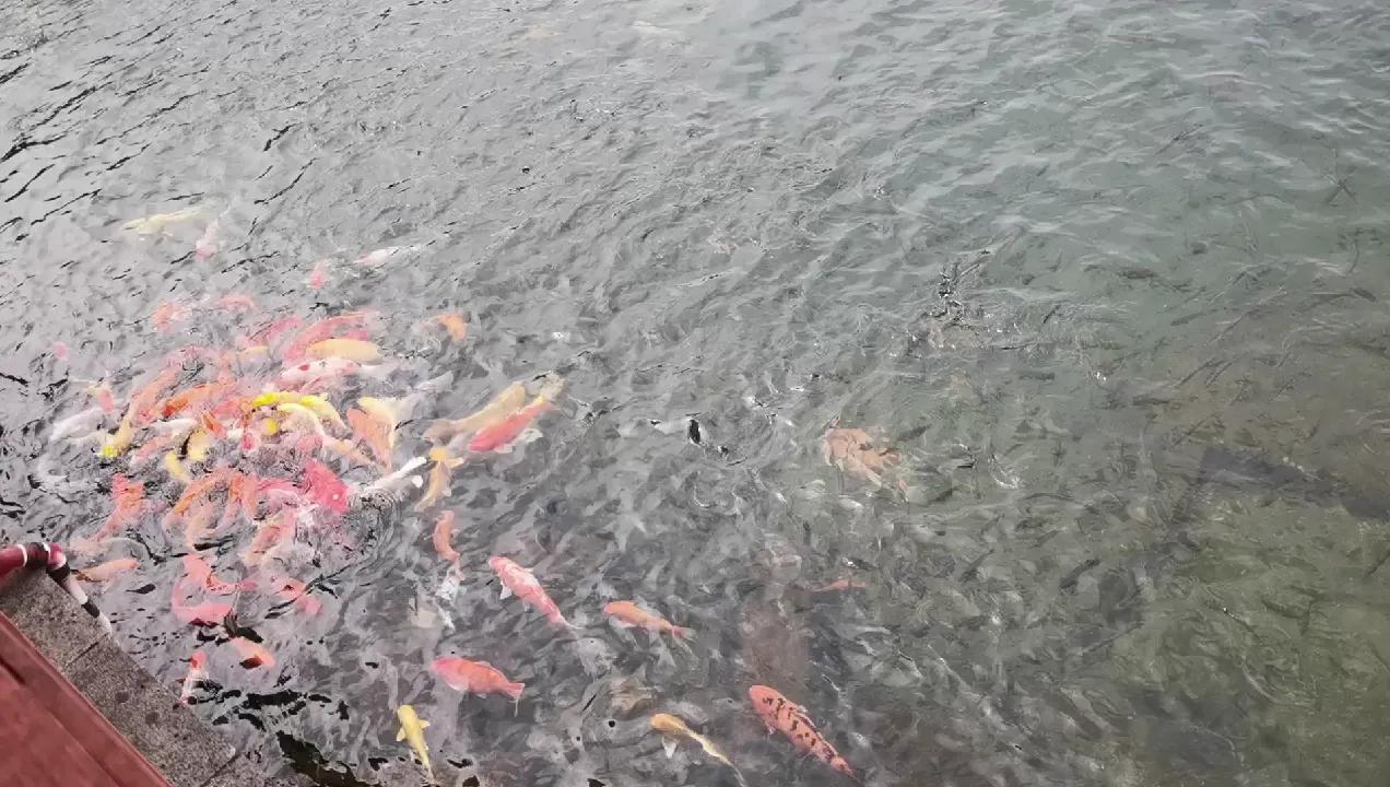 好奇能够激发兴趣,如何发现学习的乐趣和动力