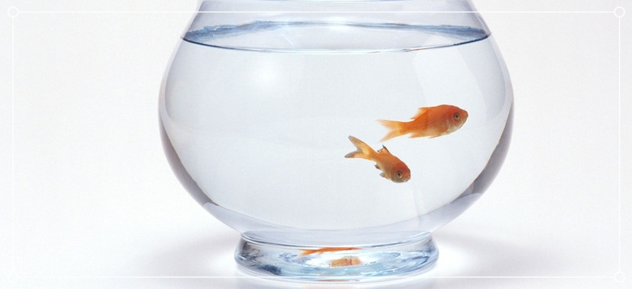 热带鱼不用氧气泵可以养吗,养宠物没有过滤器怎么过滤水