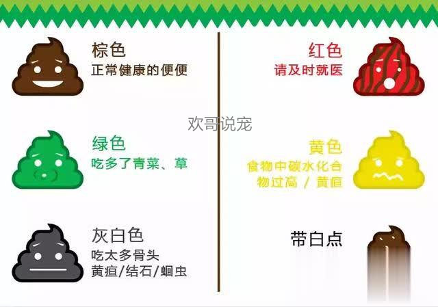 养宠经验狗狗受凉拉稀会自愈吗,幼犬狗拉稀怎么办快速解决