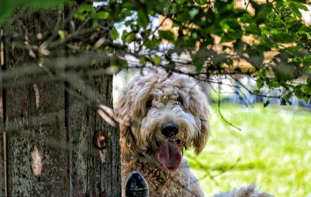 贵宾犬多久驱虫一次,饲养贵宾犬6大禁忌有哪些