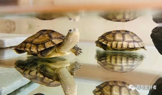 龟腿肿了怎么消除,龟腿部肿无法正常行走