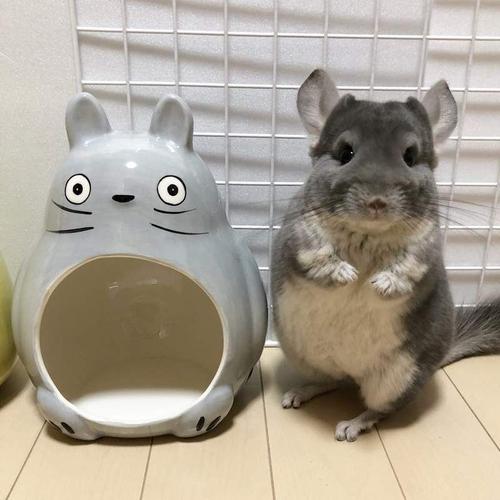 龙猫猛啃木头会把木头吃到肚子吗,龙猫激进咬毛