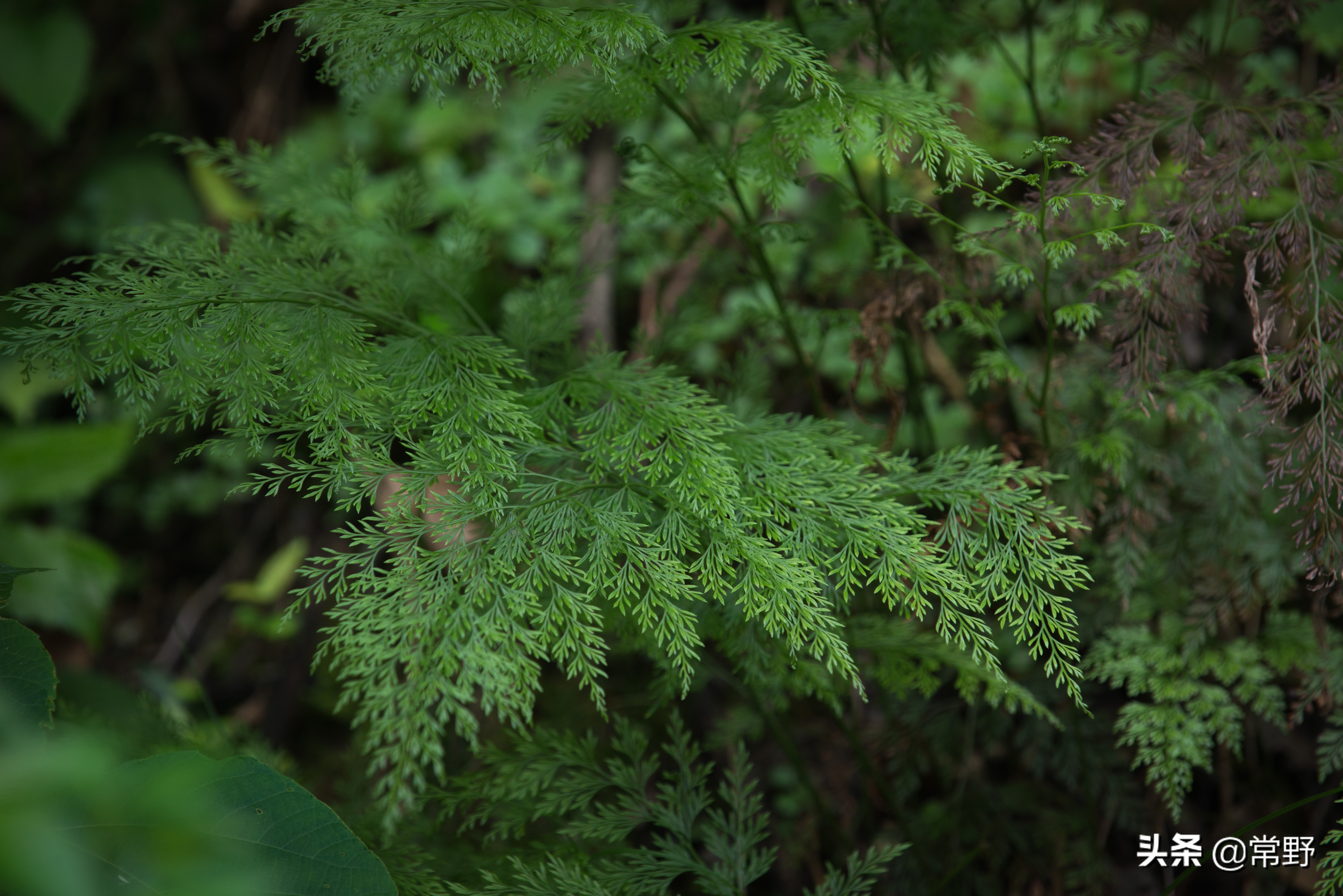 长沙谷山为什么叫谷山,长沙郊野公园