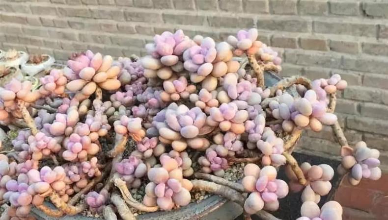 多肉老桩干货集锦，压轴的全是逆天极品!