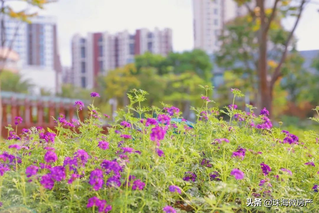 三灶镇金岛路,三灶东咀金岛路