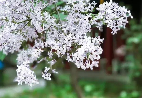 最适合赏花的花,视觉盛宴五种赏花名花供您选择