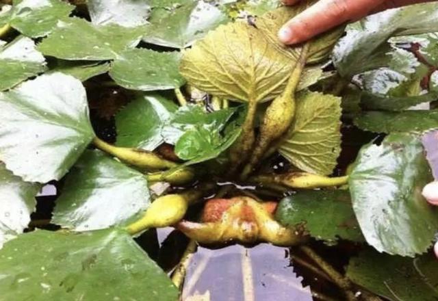 最可爱又好养的水生植物,可爱又好养的水生植物
