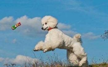 贵宾犬的寿命有多长,贵宾犬的寿命一般多少